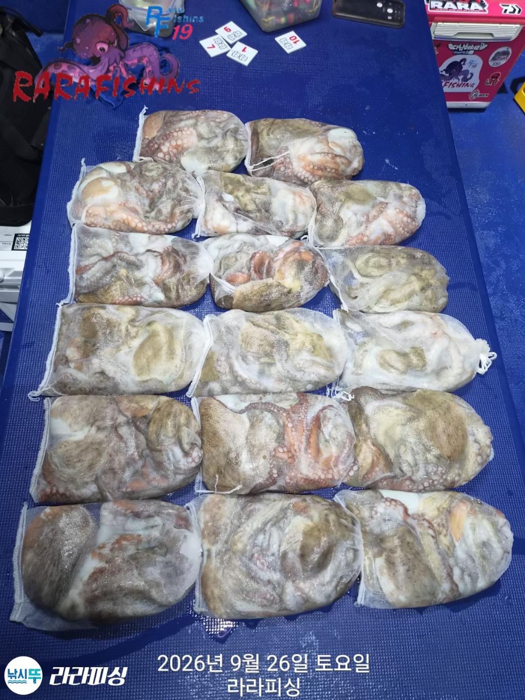 낚시뚜,돌문어,속천항(진해),라라피싱,낚시뚜1