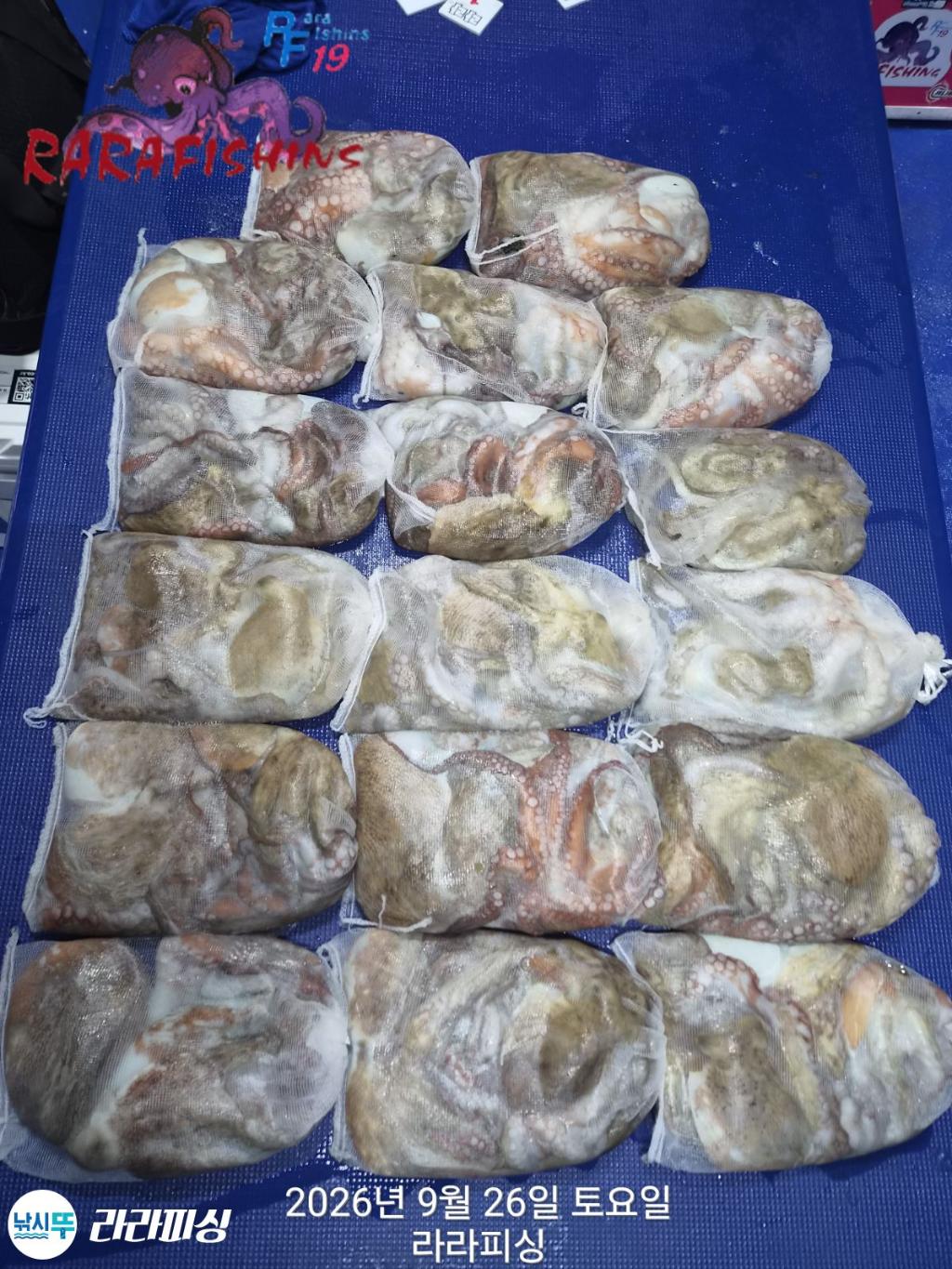 낚시뚜,돌문어,속천항(진해),라라피싱,낚시뚜0