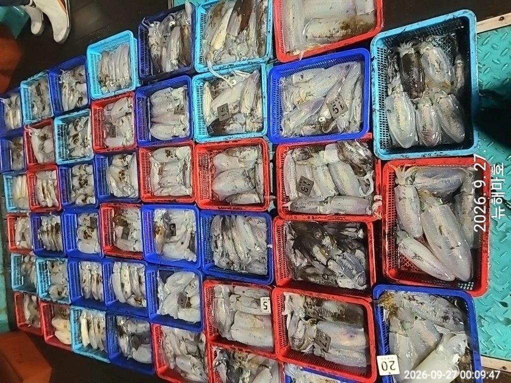 낚시뚜,무늬오징어,영일만항,뉴해마호,낚시뚜1
