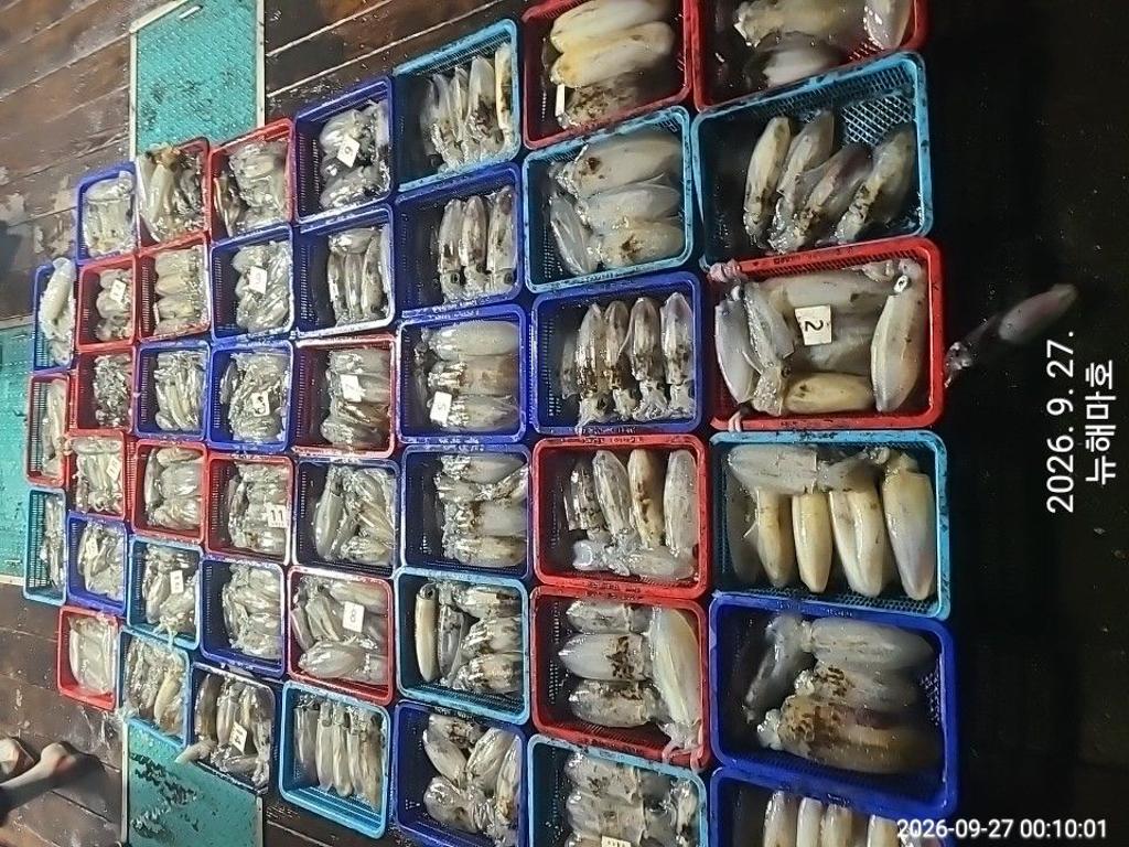낚시뚜,무늬오징어,영일만항,뉴해마호,낚시뚜0