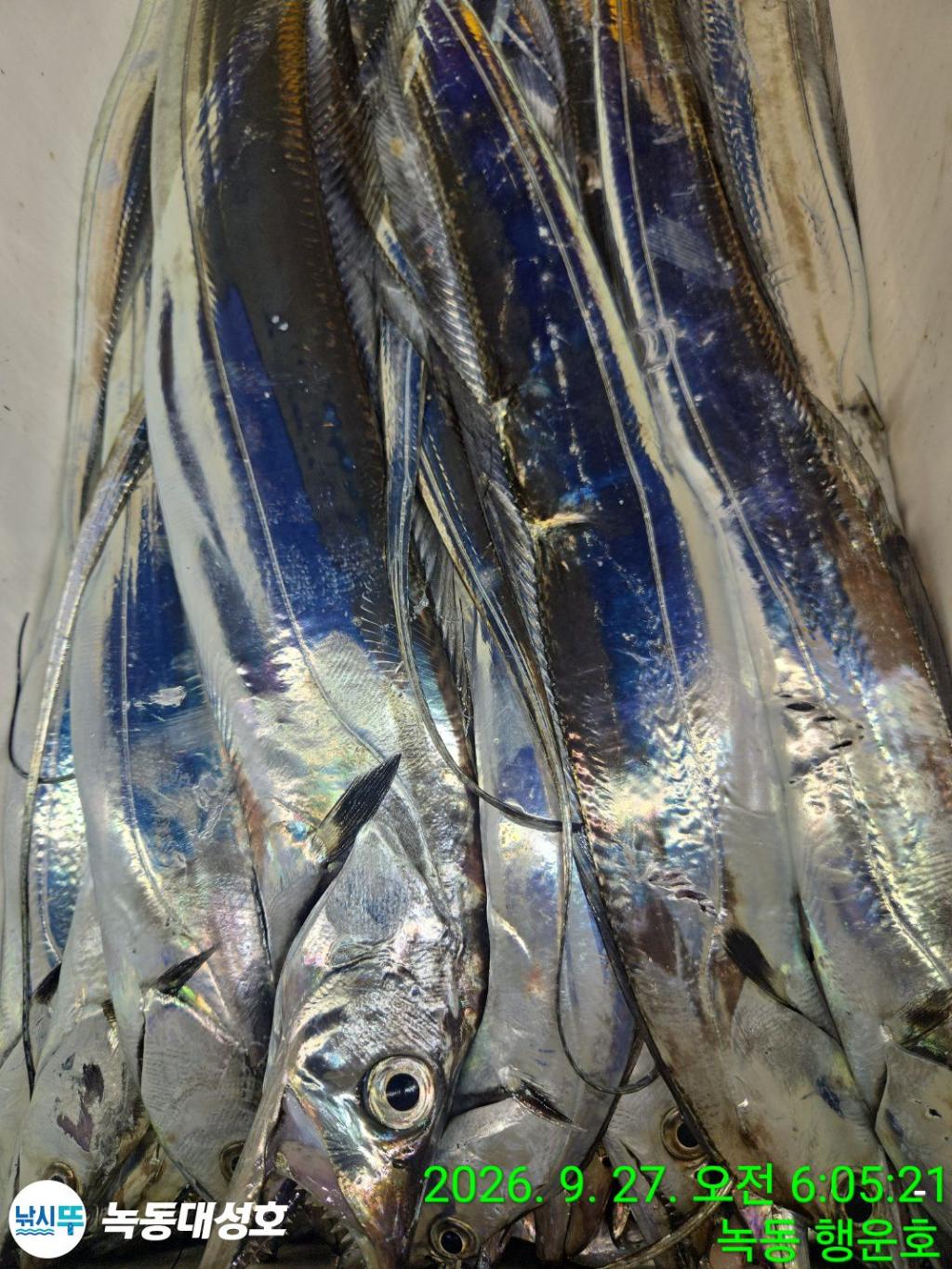 낚시뚜,갈치,녹동항,녹동대성호,낚시뚜30