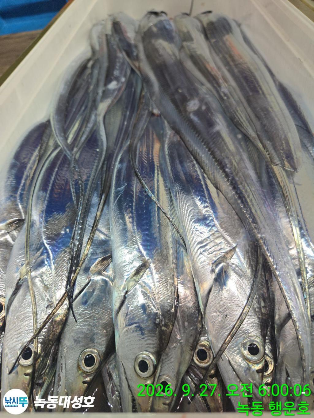 낚시뚜,갈치,녹동항,녹동대성호,낚시뚜22