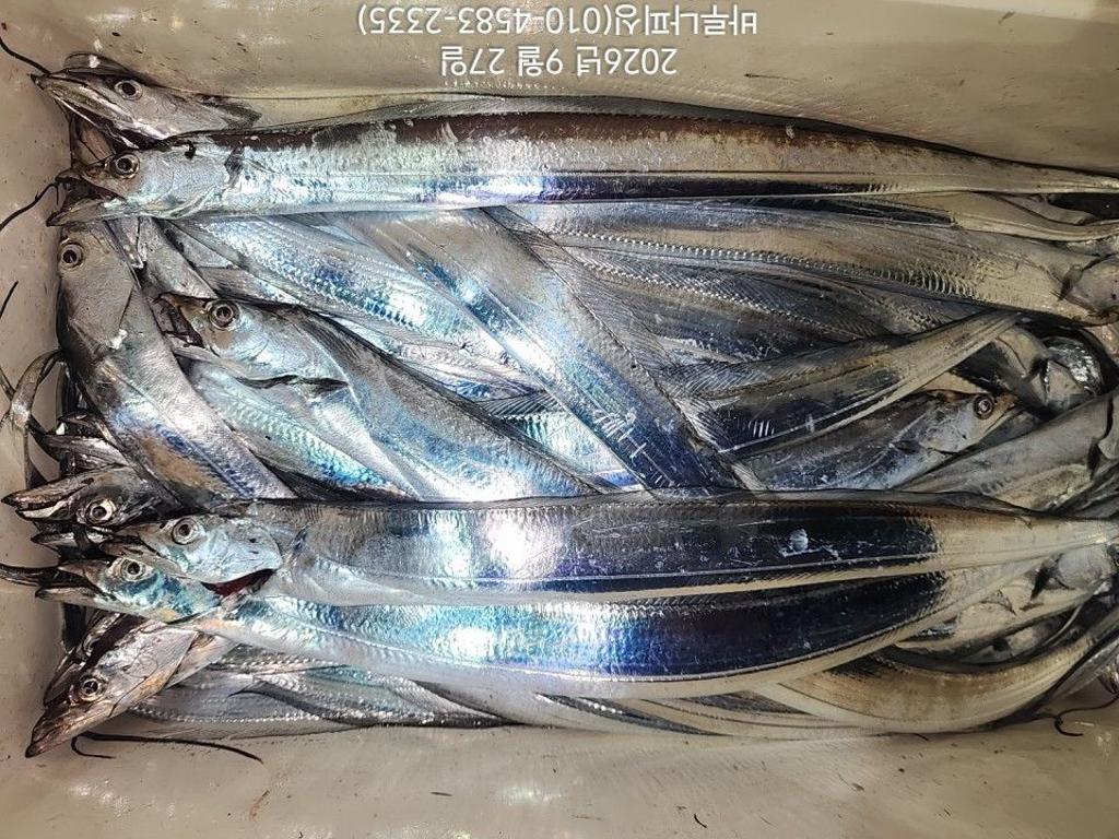 낚시뚜,갈치,속천항(진해),바루나피싱,낚시뚜4