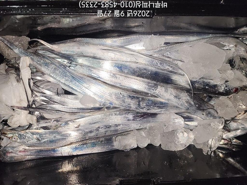 낚시뚜,갈치,속천항(진해),바루나피싱,낚시뚜2