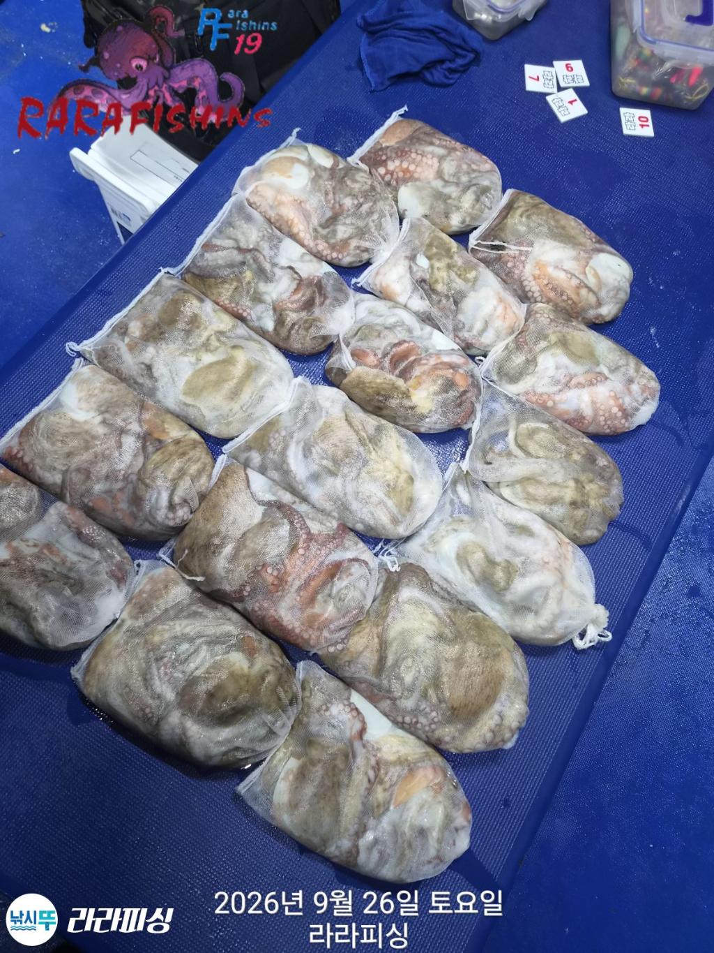 낚시뚜,돌문어,속천항(진해),라라피싱,낚시뚜20