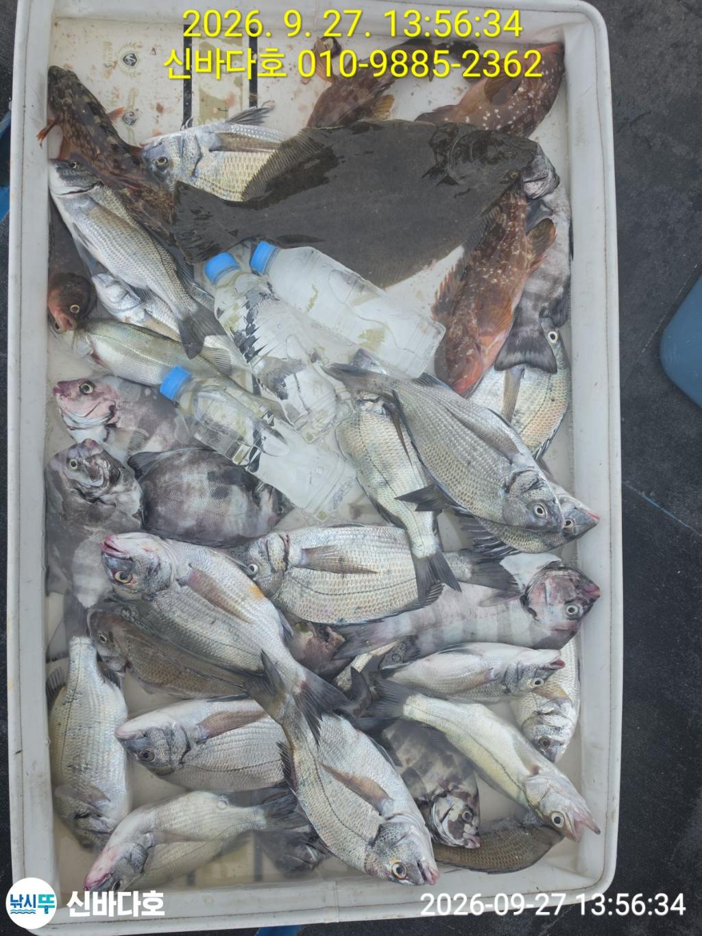 낚시뚜,감성돔,돌돔,해남 어란진항,신바다호,낚시뚜4