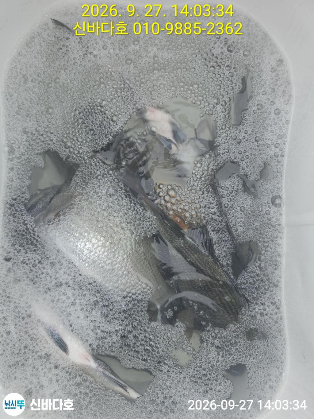 낚시뚜,감성돔,돌돔,해남 어란진항,신바다호,낚시뚜2