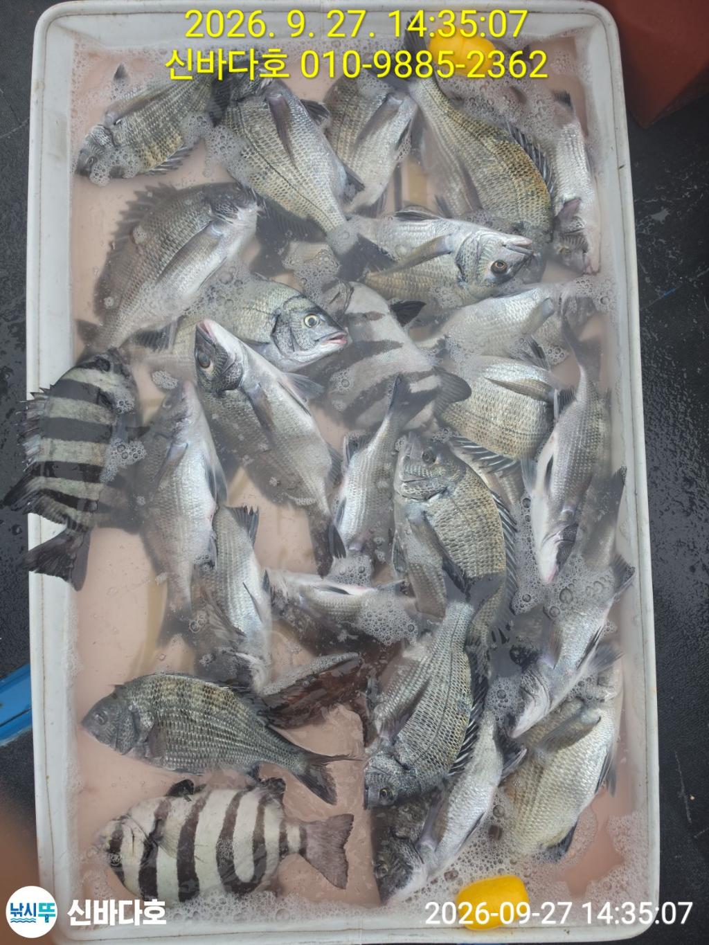 낚시뚜,감성돔,돌돔,해남 어란진항,신바다호,낚시뚜1