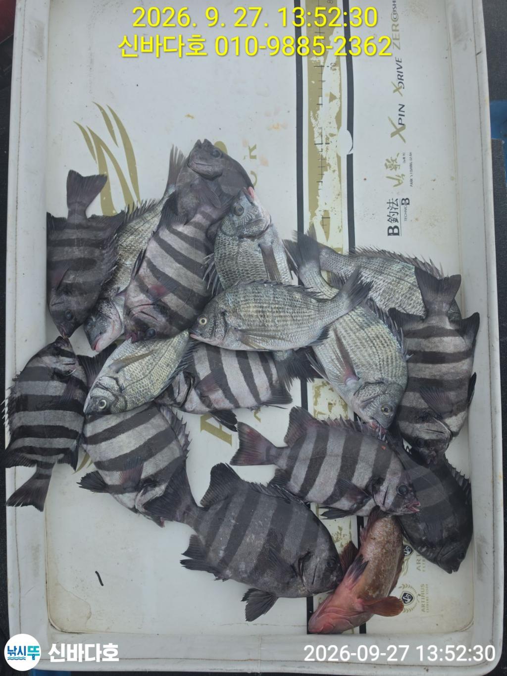 낚시뚜,감성돔,돌돔,해남 어란진항,신바다호,낚시뚜0