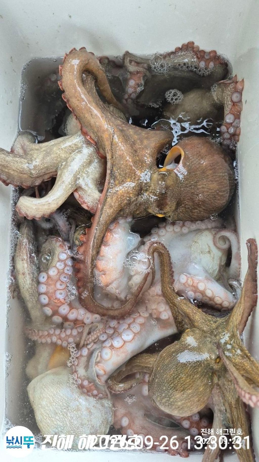 낚시뚜,돌문어,삼포항,진해 해그린호,낚시뚜8
