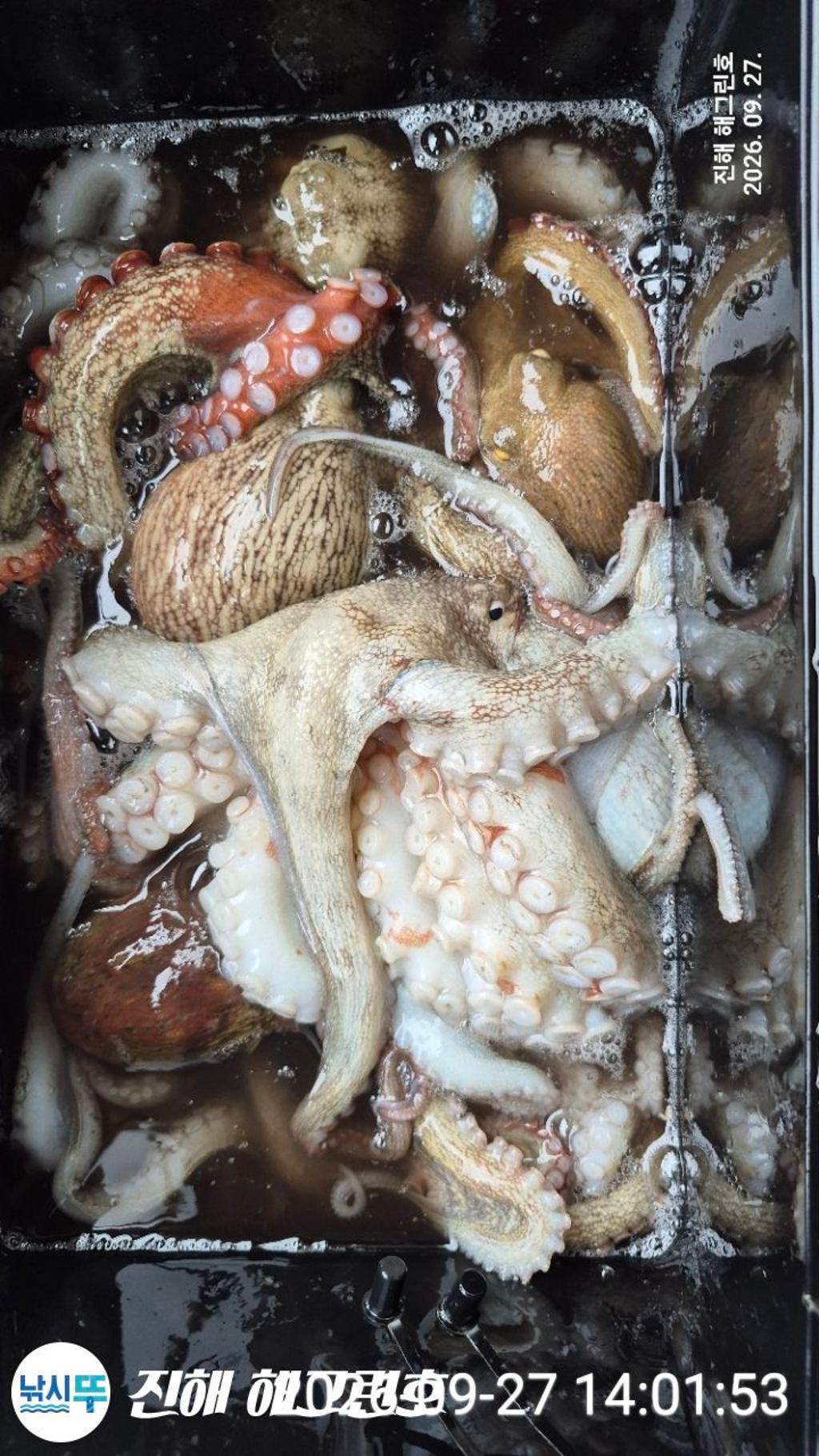 낚시뚜,돌문어,삼포항,진해 해그린호,낚시뚜7