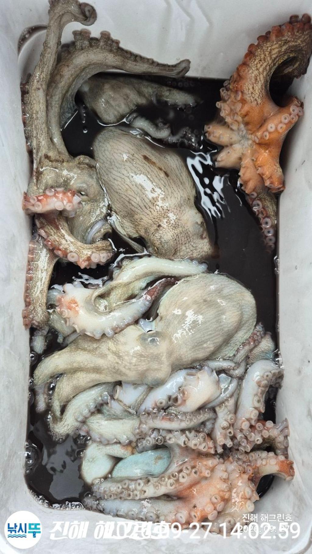 낚시뚜,돌문어,삼포항,진해 해그린호,낚시뚜6