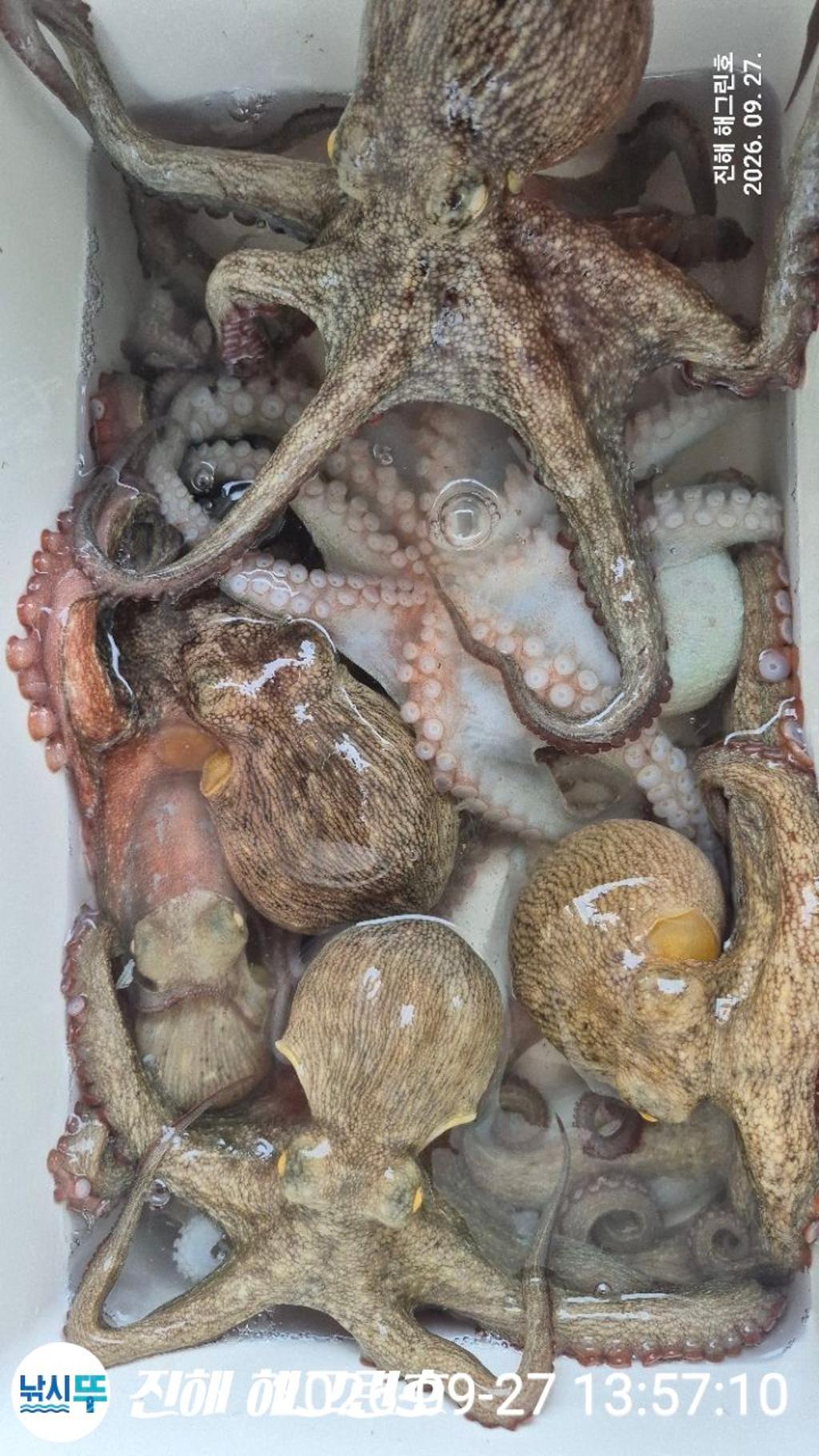 낚시뚜,돌문어,삼포항,진해 해그린호,낚시뚜1