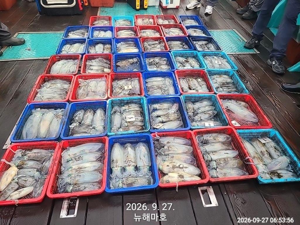 낚시뚜,무늬오징어,영일만항,뉴해마호,낚시뚜0