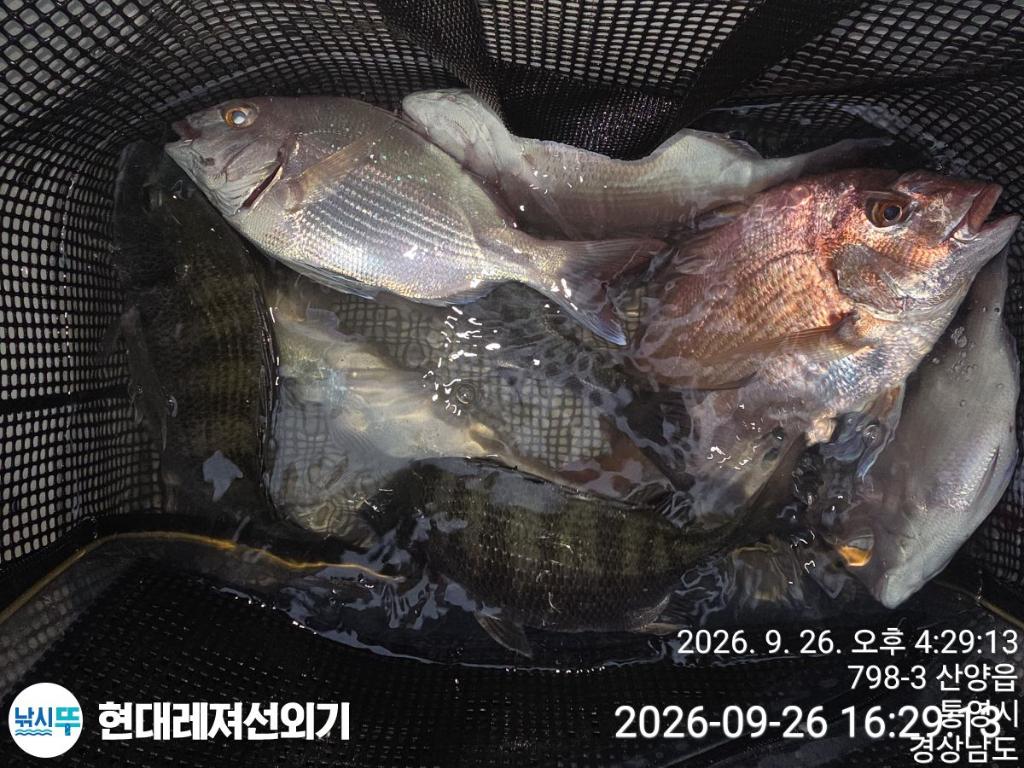 낚시뚜,감성돔,갑오징어,기타 어종,풍화상장마을,통영 현대레져선외기,낚시뚜8