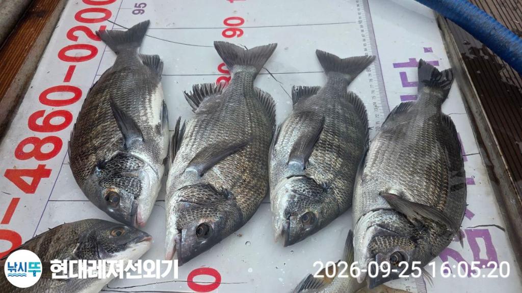 낚시뚜,감성돔,갑오징어,기타 어종,풍화상장마을,통영 현대레져선외기,낚시뚜7