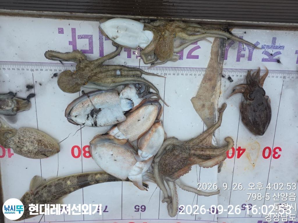 낚시뚜,감성돔,갑오징어,기타 어종,풍화상장마을,통영 현대레져선외기,낚시뚜6