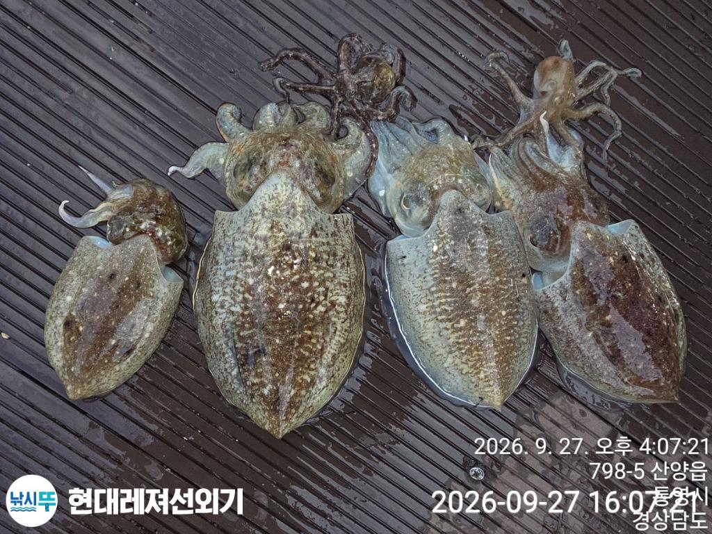 낚시뚜,감성돔,갑오징어,기타 어종,풍화상장마을,통영 현대레져선외기,낚시뚜5