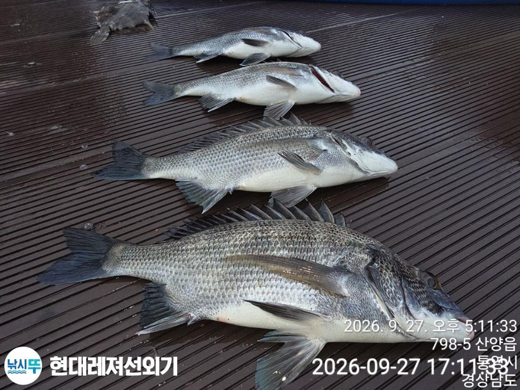 낚시뚜,감성돔,갑오징어,기타 어종,풍화상장마을,통영 현대레져선외기,낚시뚜4