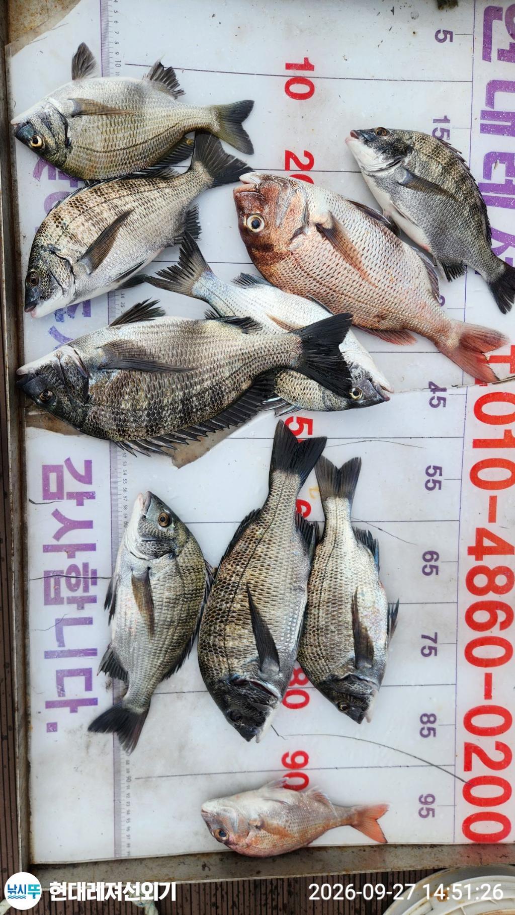 낚시뚜,감성돔,갑오징어,기타 어종,풍화상장마을,통영 현대레져선외기,낚시뚜3