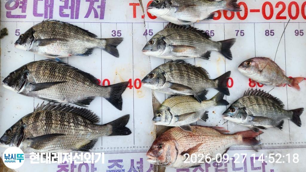 낚시뚜,감성돔,갑오징어,기타 어종,풍화상장마을,통영 현대레져선외기,낚시뚜0