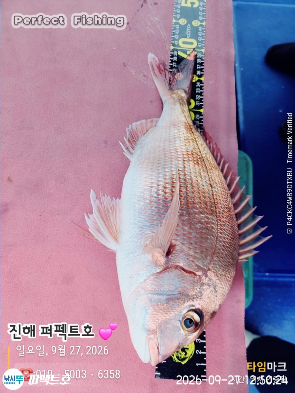 낚시뚜,감성돔,진해 수치마을 방파제,퍼펙트호,낚시뚜10