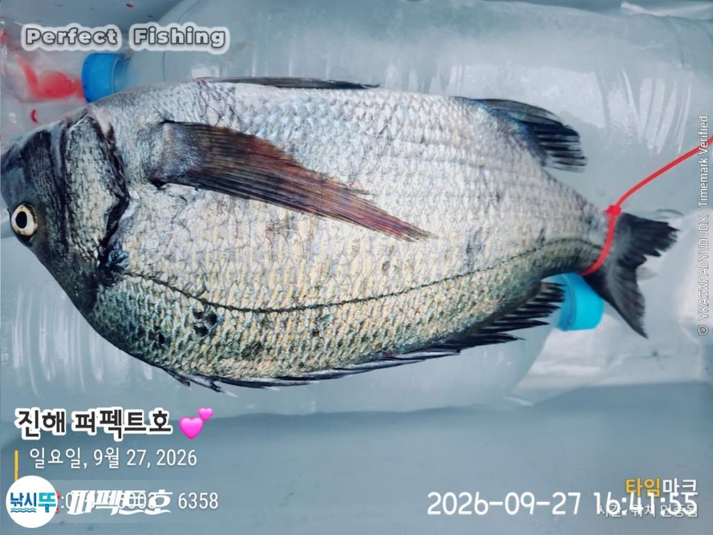 낚시뚜,감성돔,진해 수치마을 방파제,퍼펙트호,낚시뚜0