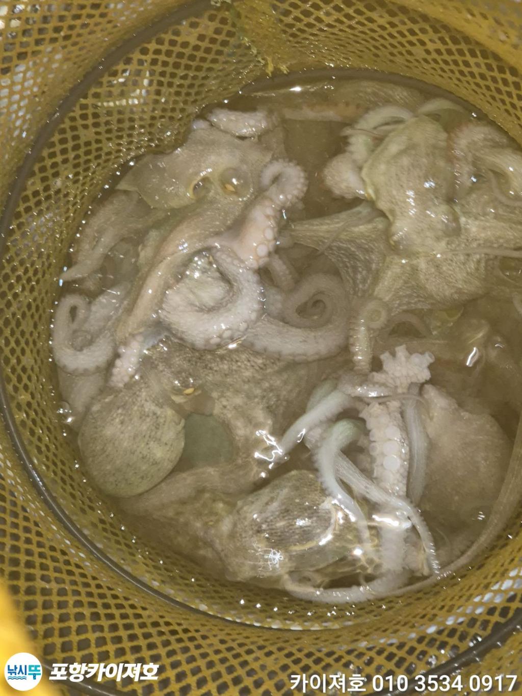 낚시뚜,기타 (직접입력),영일만항,포항카이져호,낚시뚜23