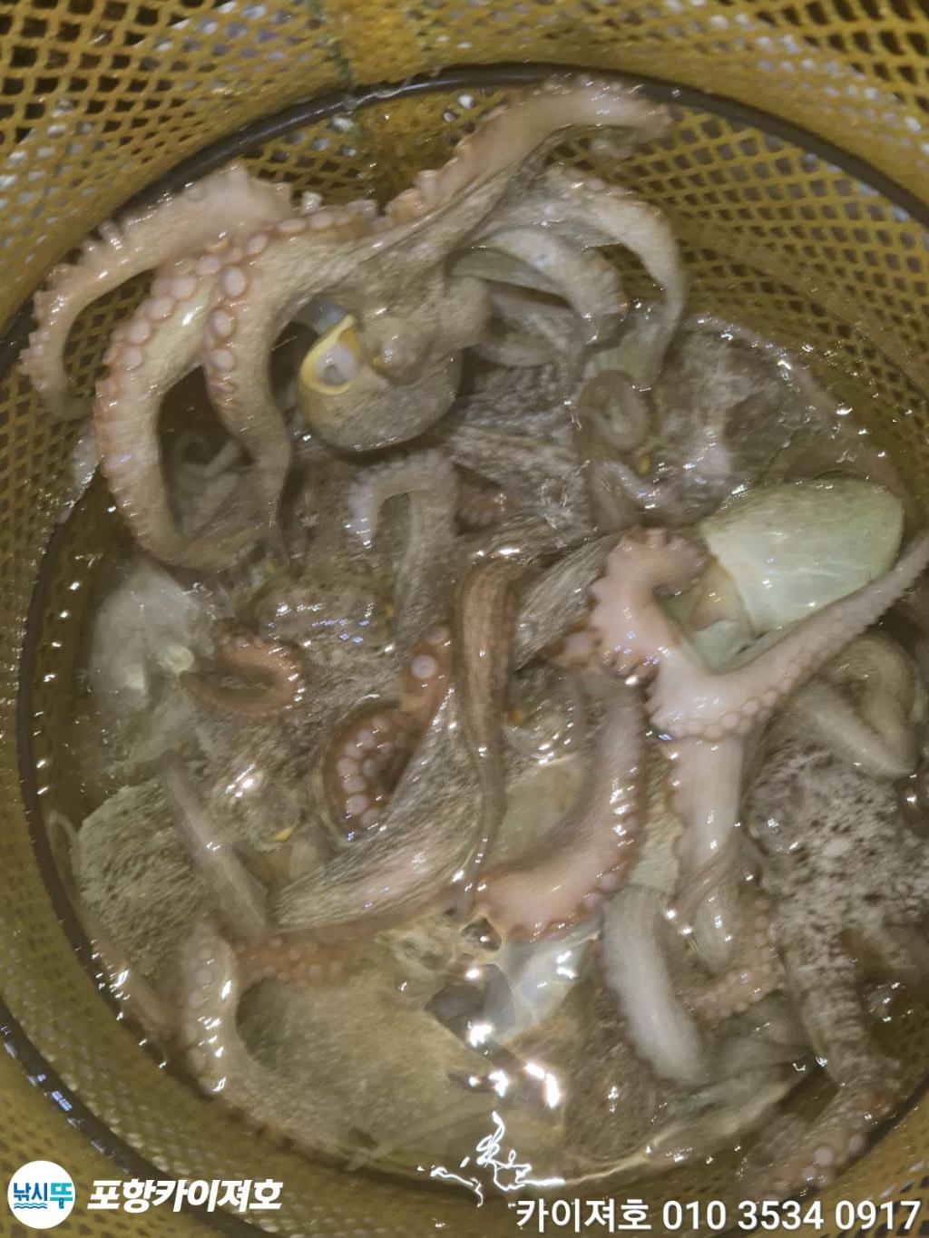 낚시뚜,기타 (직접입력),영일만항,포항카이져호,낚시뚜20