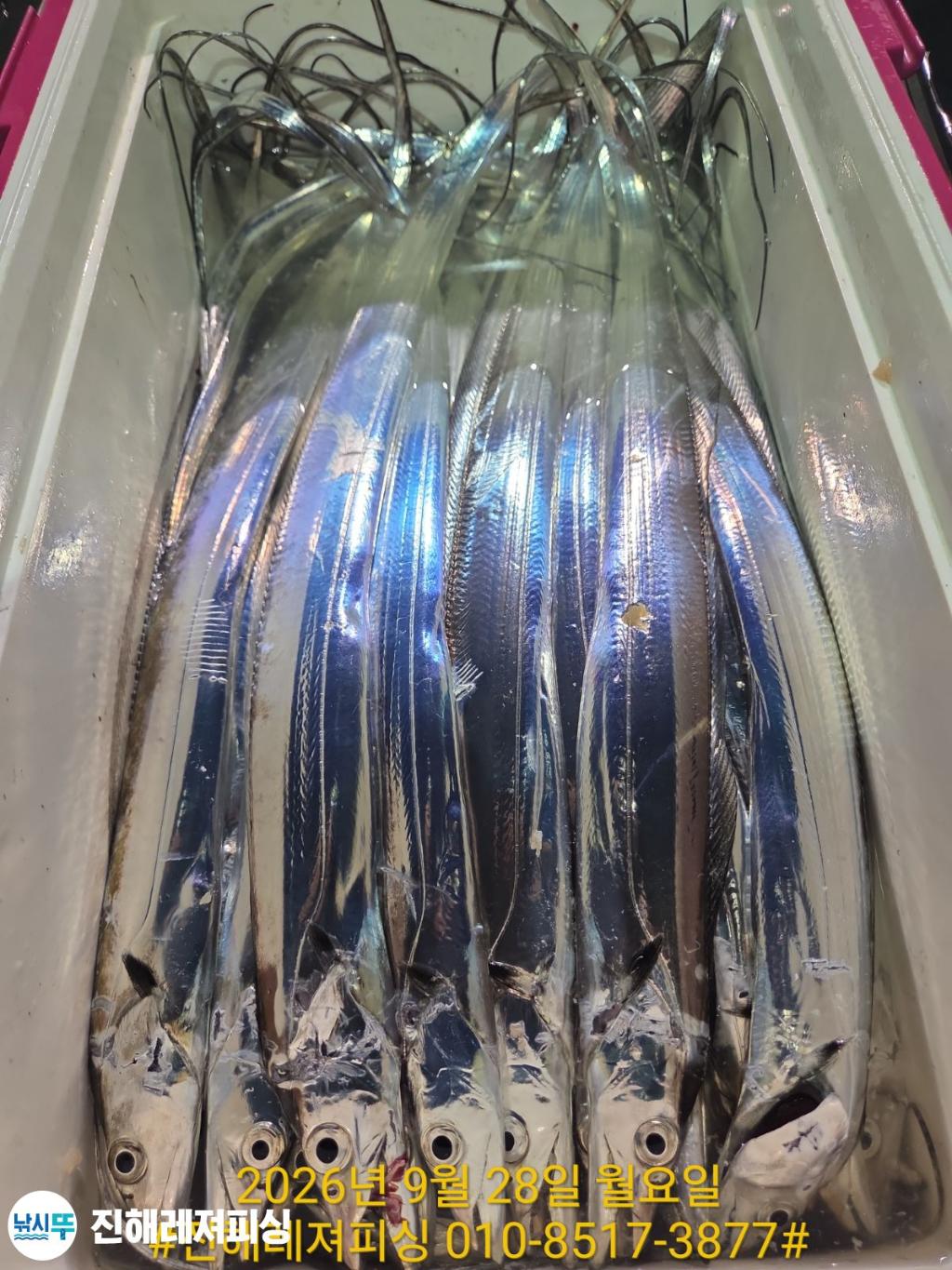 낚시뚜,갈치,진해1부두항,진해레져피싱,낚시뚜6