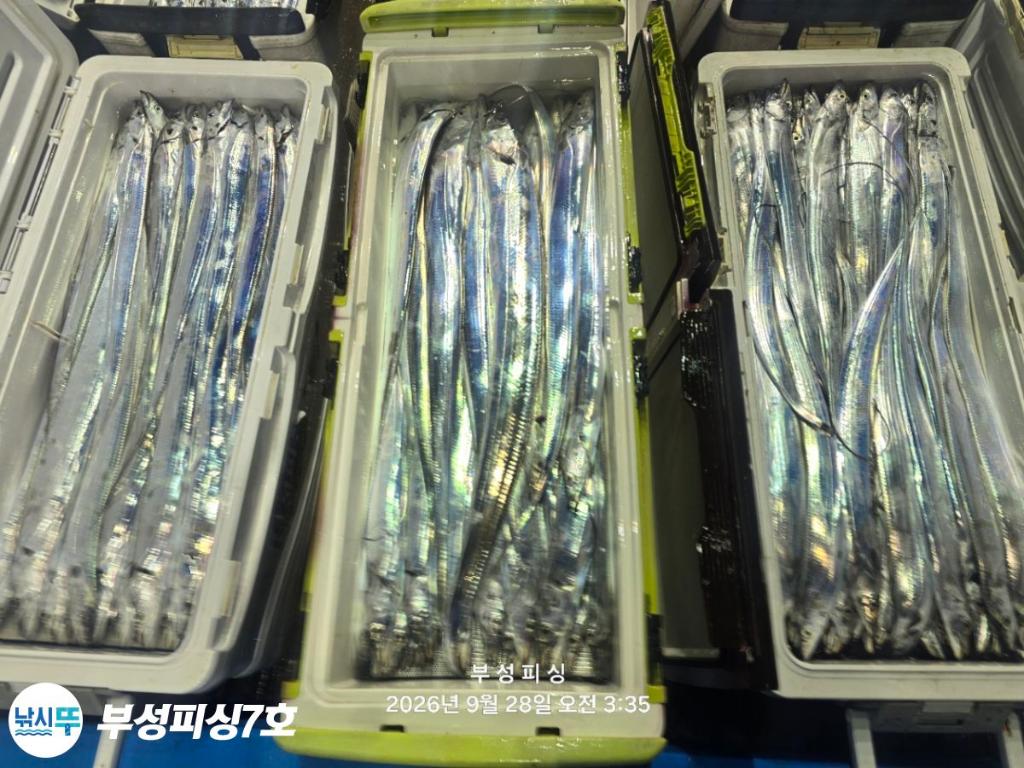 낚시뚜,갈치,통영영운리항,부성피싱7호,낚시뚜26