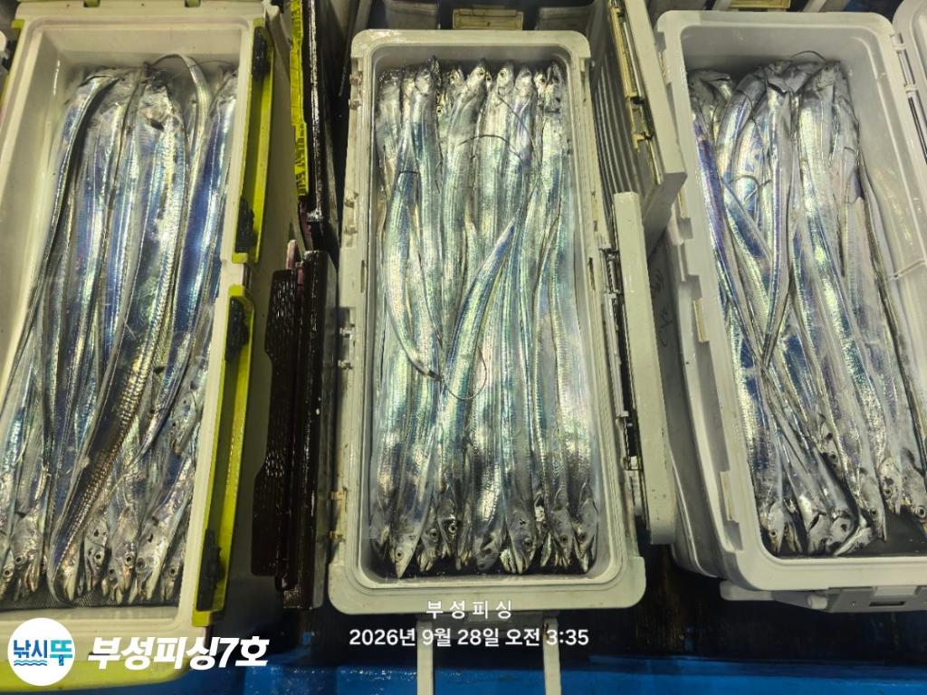 낚시뚜,갈치,통영영운리항,부성피싱7호,낚시뚜25