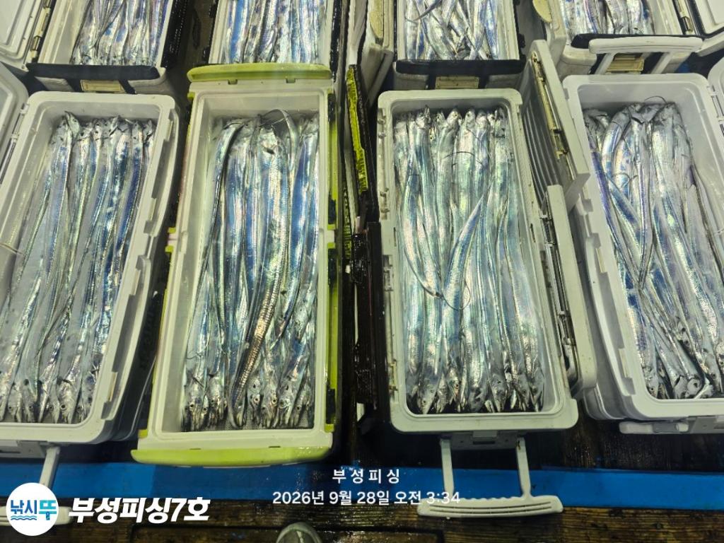 낚시뚜,갈치,통영영운리항,부성피싱7호,낚시뚜24