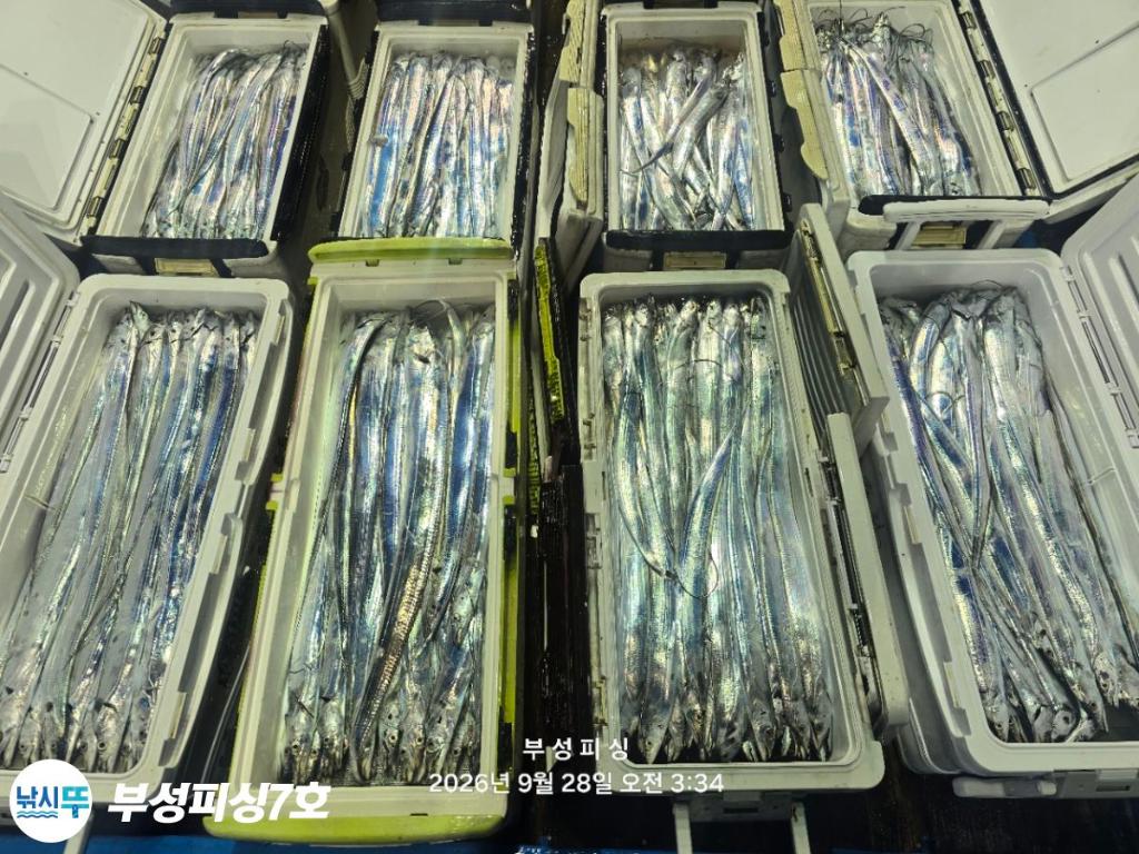 낚시뚜,갈치,통영영운리항,부성피싱7호,낚시뚜23