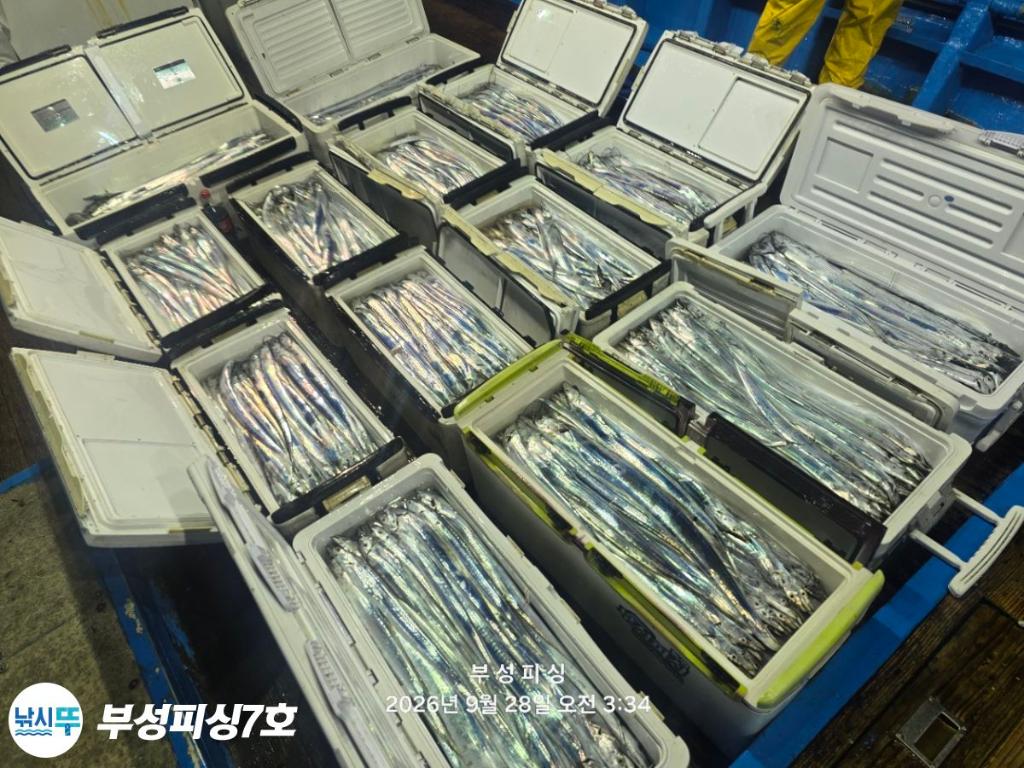 낚시뚜,갈치,통영영운리항,부성피싱7호,낚시뚜20
