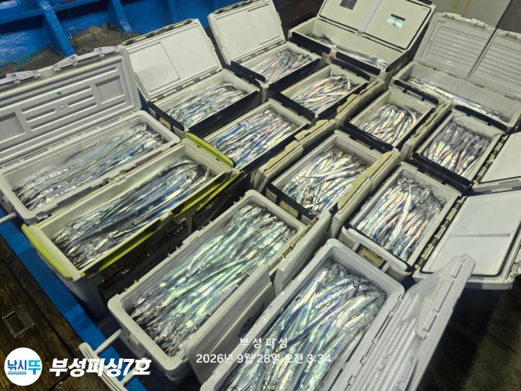 낚시뚜,갈치,통영영운리항,부성피싱7호,낚시뚜21