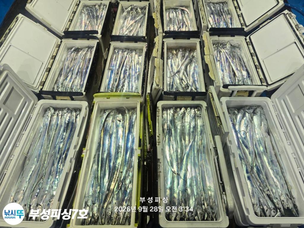 낚시뚜,갈치,통영영운리항,부성피싱7호,낚시뚜18