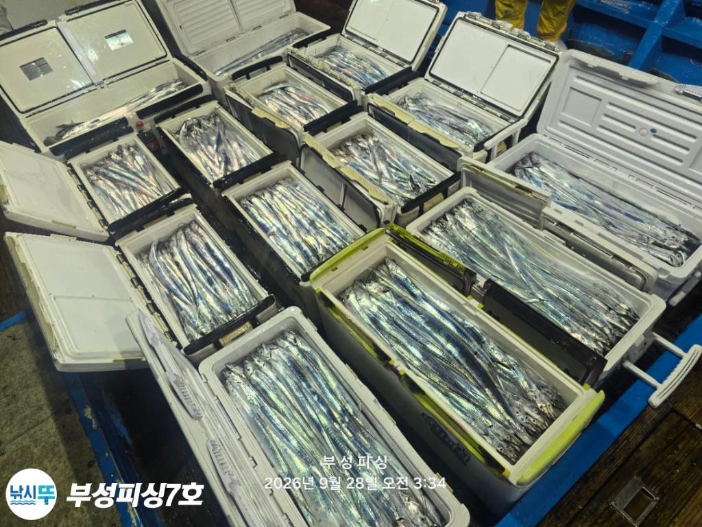 낚시뚜,갈치,통영영운리항,부성피싱7호,낚시뚜19