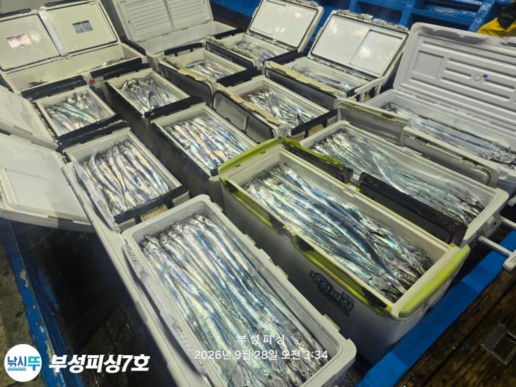 낚시뚜,갈치,통영영운리항,부성피싱7호,낚시뚜1