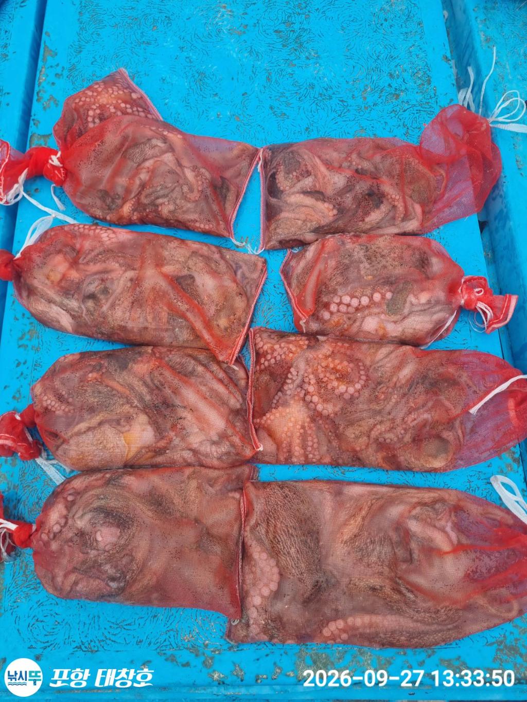 낚시뚜,돌문어,영일만항,포항 태창호,낚시뚜13