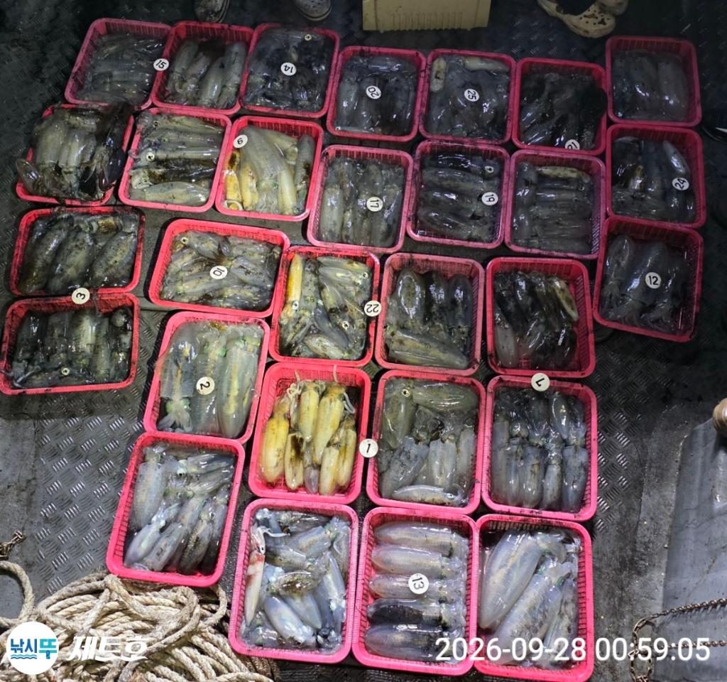 낚시뚜,무늬오징어,영일만항,포항 제트호,낚시뚜0