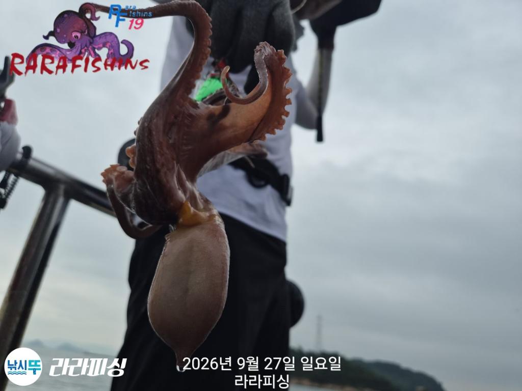 낚시뚜,돌문어,속천항(진해),라라피싱,낚시뚜11