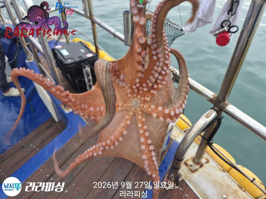 낚시뚜,돌문어,속천항(진해),라라피싱,낚시뚜10
