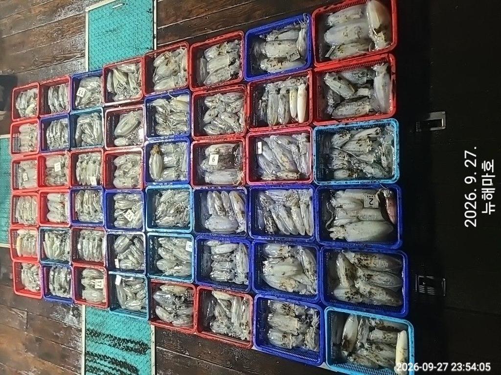 낚시뚜,무늬오징어,영일만항,뉴해마호,낚시뚜1