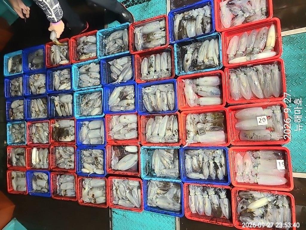 낚시뚜,무늬오징어,영일만항,뉴해마호,낚시뚜0