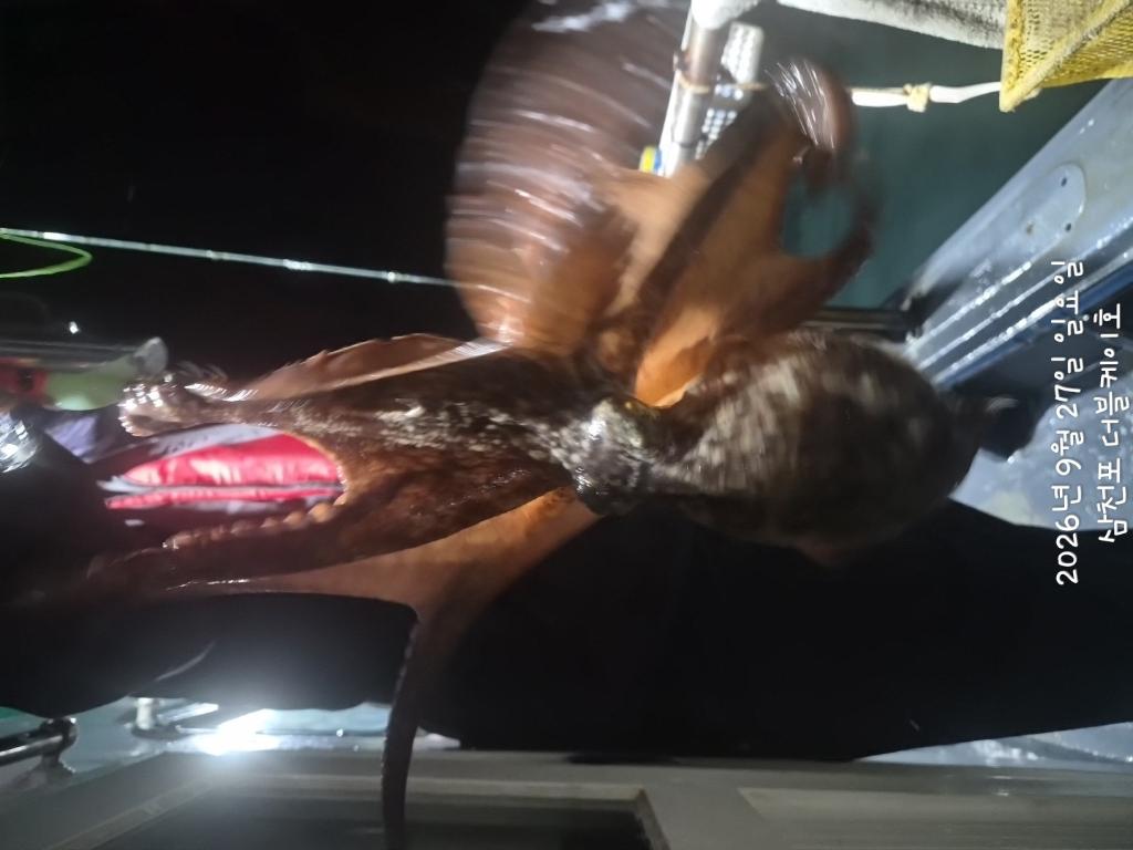낚시뚜,돌문어,삼천포 팔포항,삼천포 더블케이호,낚시뚜17