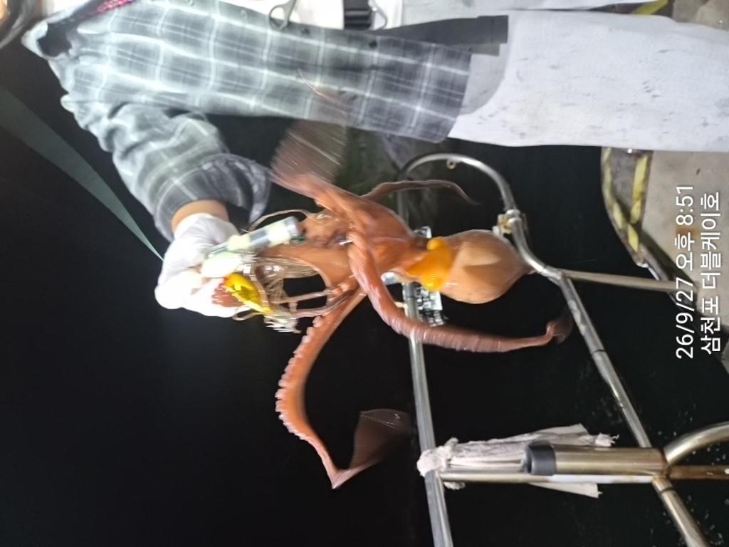 낚시뚜,돌문어,삼천포 팔포항,삼천포 더블케이호,낚시뚜4