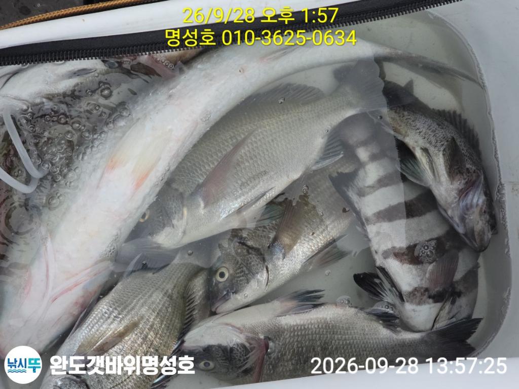 낚시뚜,감성돔,완도항,완도해남 명성호,낚시뚜2