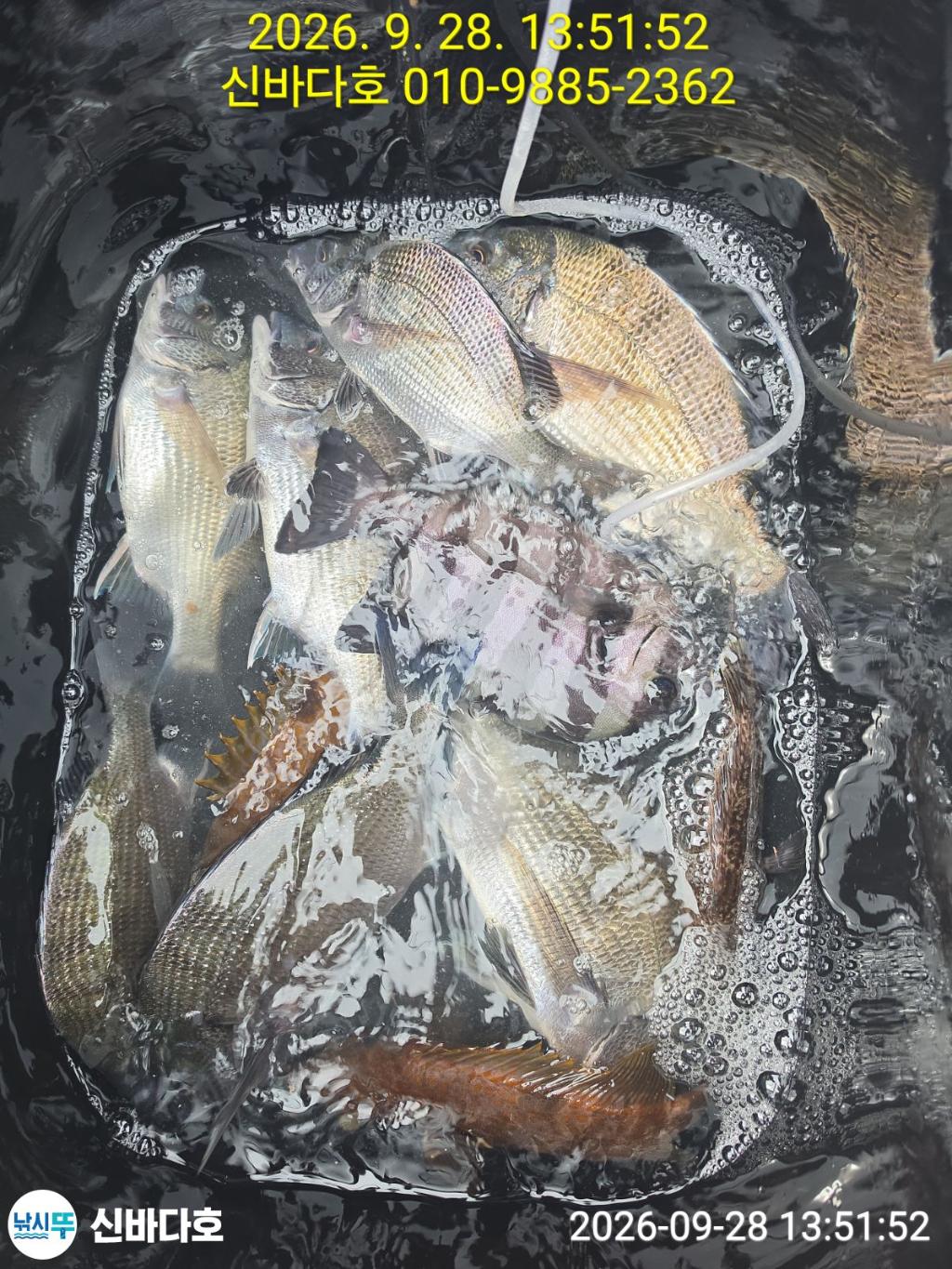 낚시뚜,감성돔,돌돔,해남 어란진항,신바다호,낚시뚜1