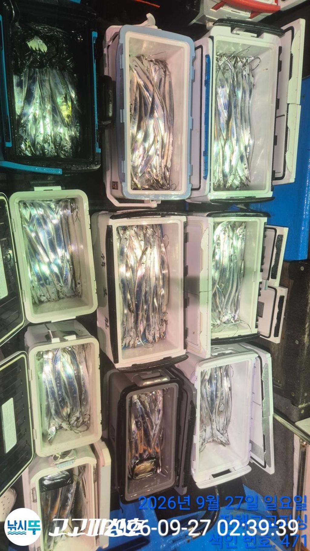 낚시뚜,갈치,속천항(진해),고고피싱호,낚시뚜9